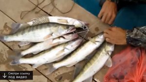 база отдыха тихая радость астрахань