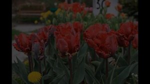 Обзор сорта тюльпан "Попугайный Рококо" (характеристики, свойства, фото)