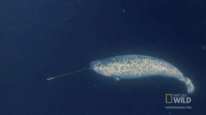 Полярные животные и птицы - Презентация для детей. Развивалки.