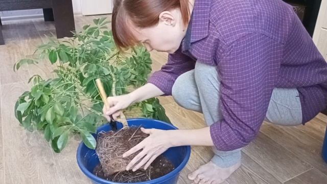 Шеффлера?Пересадка крупномера