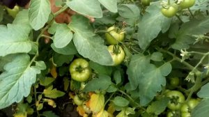 ПОЛУДЕТЕРМЕНАНТНЫЙ ГИБРИД ТОМАТА САЙМОН /ОБЗОР/ЭНЗА ЗАДЕН