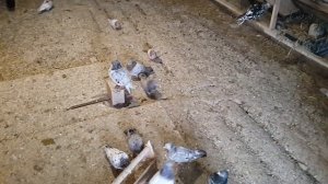 Бакинские бойные голуби г. Фастов
