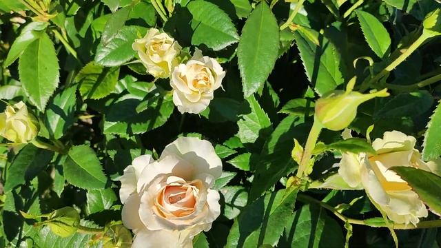 Роза Гордость и Предубеждение (Pride and Prejudice Harkness Великобритания, 2013) смотреть онлайн