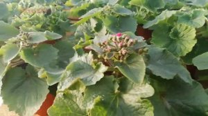 Цинерария гибридная Джестер и цинерария гибридная Старлет