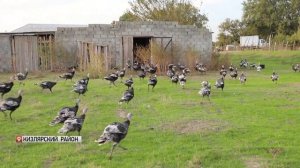 Эксперимент по разведению индюков удался