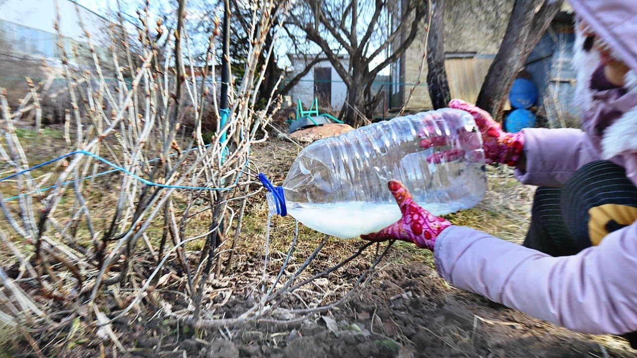 Кормлю кусты смородины и крыжовника этим в апреле потом раздаю ягоды всем по дряд Урожаем заваливает
