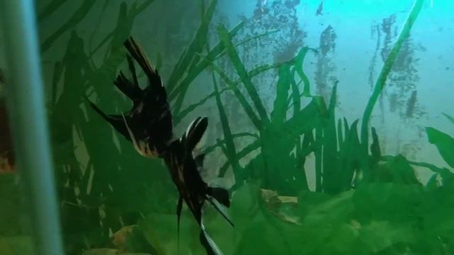 Борьба скалярок смотреть онлайн