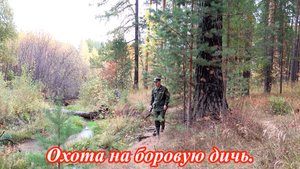 Охота на боровую. Правила охоты.