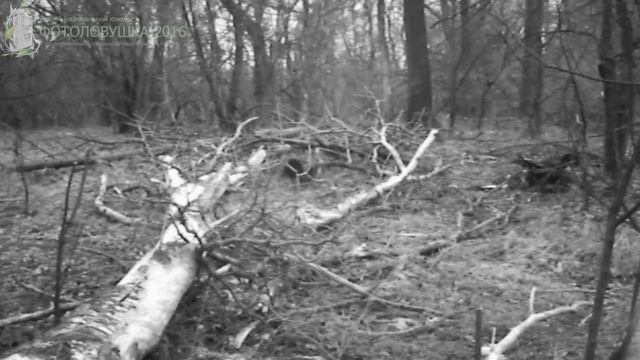 ID880/Хопёрский заповедник/Копытные/Лось ночью смотреть онлайн