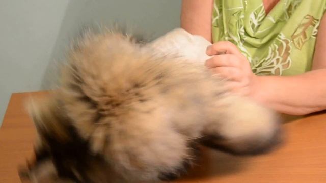 Мех енота / шкура енота демонстрация смотреть онлайн