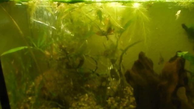 Срочно . Креветки /планарии. смотреть онлайн