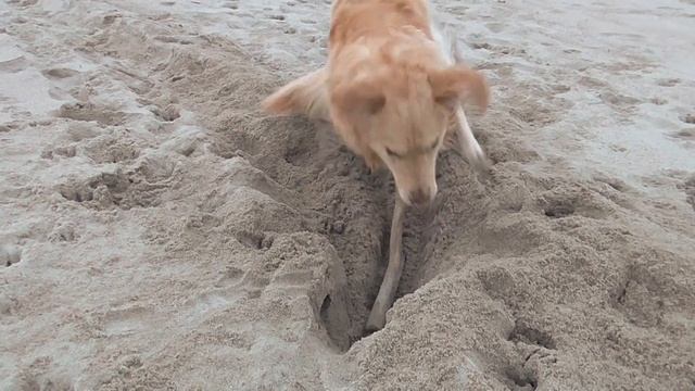 "Черный"копатель янтаря. Балтика смотреть онлайн