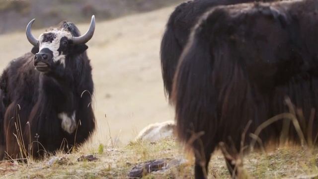 Снежный барс_ Охота на яка_ Мёртвая хватка ирбиса смотреть онлайн