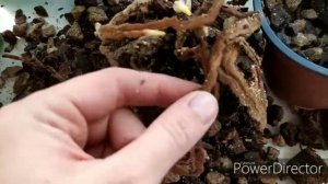 Пересадка пафиопедилума 2 в 1 горшок