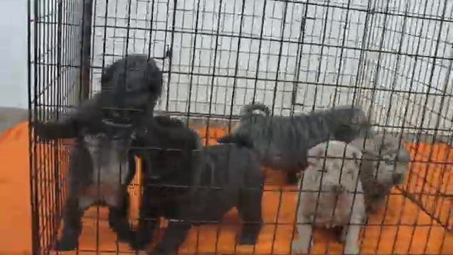 SHAR-PEI Z Dynastie Chan - litter X смотреть онлайн