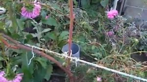 Виноград Подмосковья, формирование куста винограда - примеры по годам, саженцы, виноградник Копейки