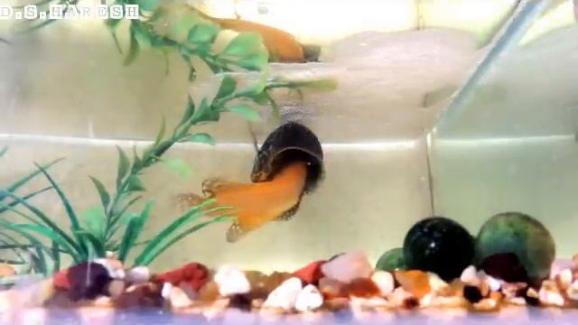 GOURAMIES Golden and Blue opaline Gourami BREEDING - (Cross Colour Morph) смотреть онлайн