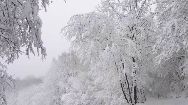 Chronicles of Narnia | Winter Woods Music & Ambience - Relaxing Music with Sounds of Winter смотреть онлайн