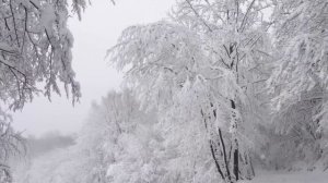 Chronicles of Narnia | Winter Woods Music & Ambience - Relaxing Music with Sounds of Winter