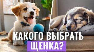 ЧТО НУЖНО ЗНАТЬ перед покупкой щенка? ОЦЕНКА ТЕМПЕРАМЕНТА. Видеоинструкция по выбору питомца|Часть 2