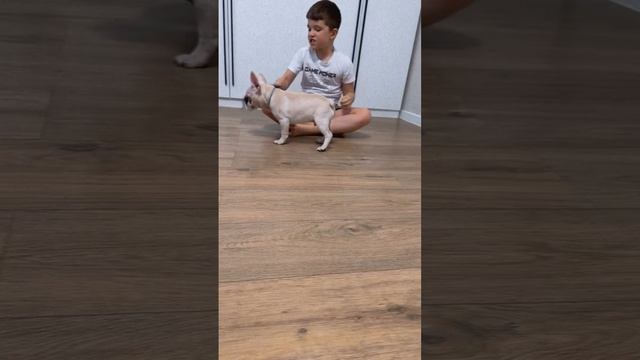 Щеночек французского бульдога