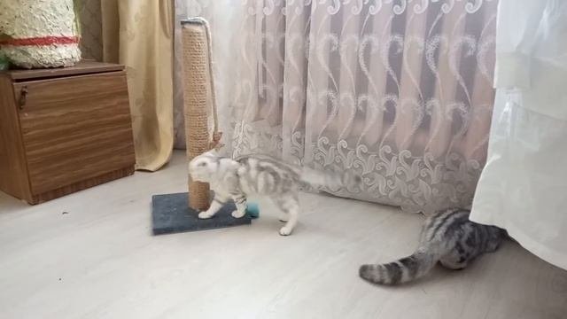 Котятам 3 месяца. Котенок просит погладить его.