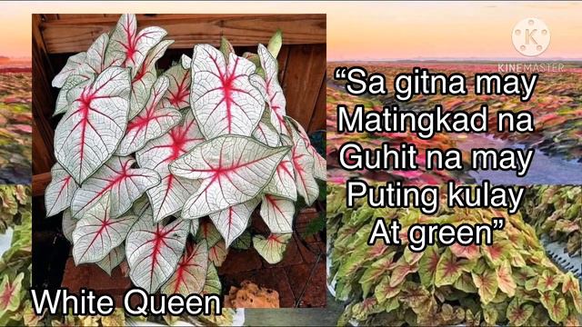 16 prettiest caladium varieties/ rare plants indoor with names 2020 смотреть онлайн