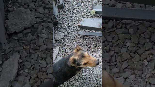 Лобанов тоже хвостиком виляет. смотреть онлайн