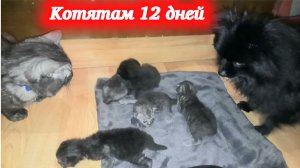 Собачка Йоко поближе знакомиться с котятами! Деткам котика Симбы и кошечки Багиры 12 дней.