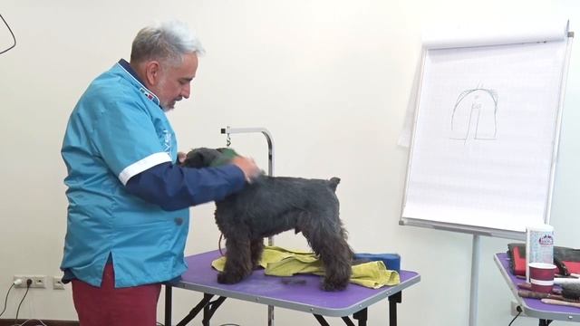 Мастер-класс "Тримминг цвергшнауцера"