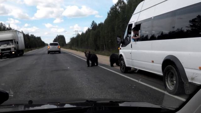 Встреча медвежат.
