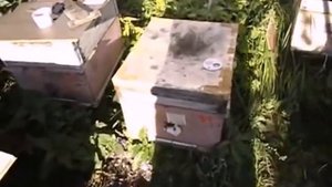 ответы на вопросы - обсушивать или не обсушивать рамки после откачки меда