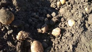 Мотоблоком копаю картошку.