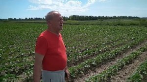 4 примера. Наглядное сравнение технологий выращивания подсолнечника.