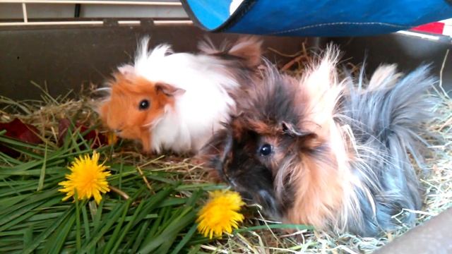 Свинки кушают траву смотреть онлайн