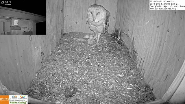 Female barn owl gobbles down a RAT in one gulp and them returns to incubate her eggs. смотреть онлайн