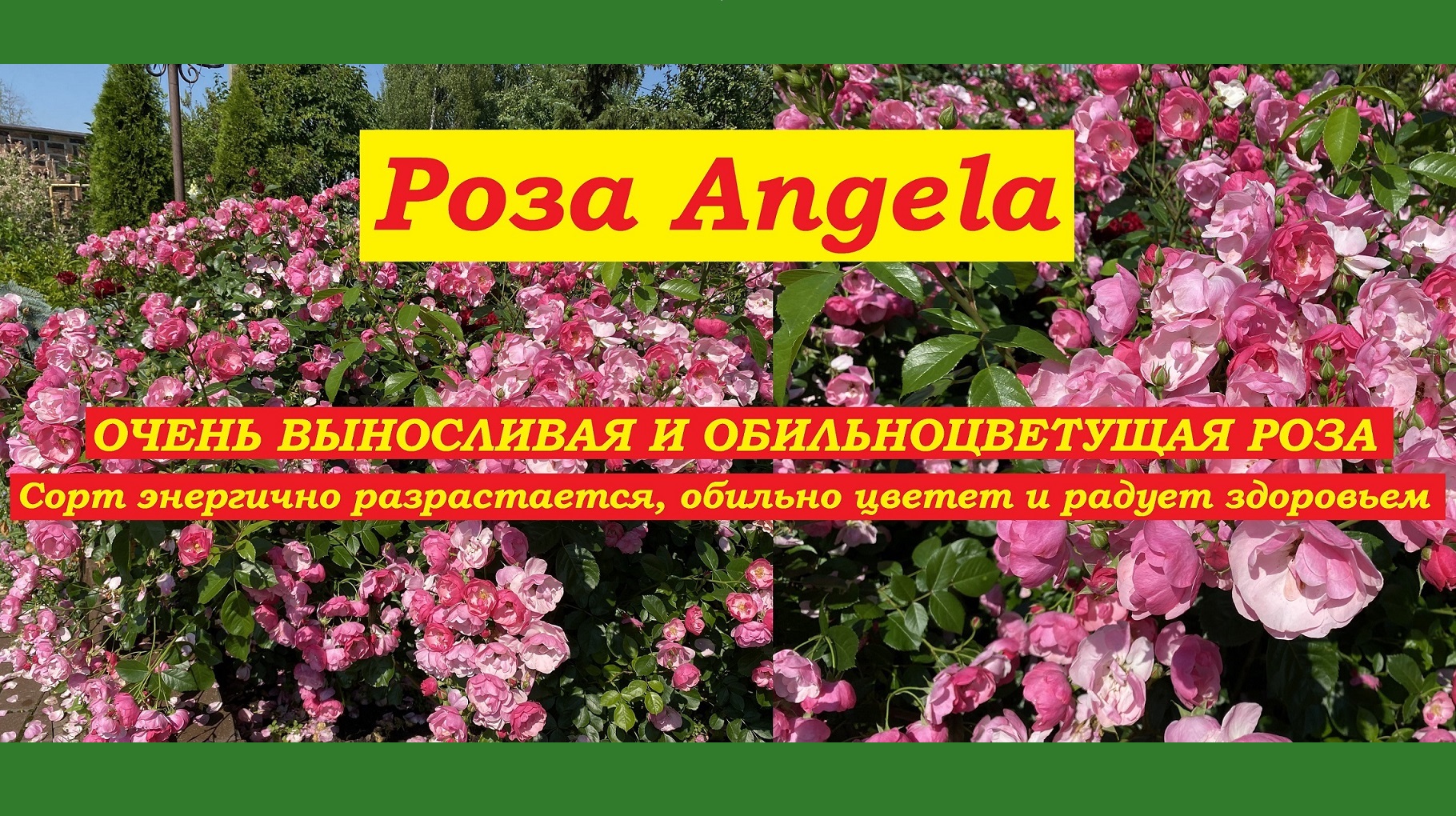 Rosa 'Angela' сорт роз.