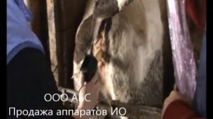 Искусственное осеменение коров 2