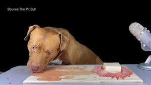 Best ASMR Dog In The World