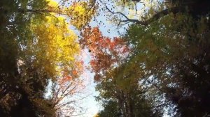 Александр Старостенко Бог ты мой