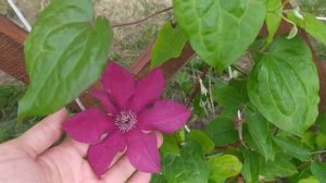 Цветение клематисов на шпалере. Кардинал, Доктор Рупер, Блю эксплоужен