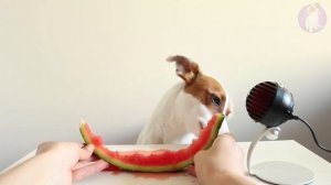 Собака кушает Фрукты  (Черника, Арбуз, Ежевика ? ) ? ASMR Локи Бобо