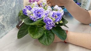 Это ???? самая любимая "корзиночка"Видеообзор сорта РС-Аквамарин