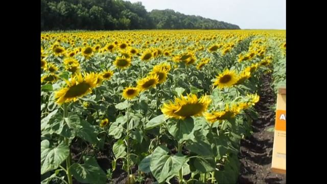 Семена подсолнечника Аркансель Урожай 2017 года! смотреть онлайн