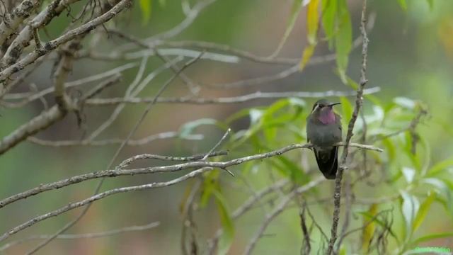 Паштет из язычков колибри, рецепты Инков (шутливый выпуск) смотреть онлайн