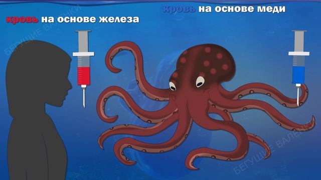 Головоногие моллюски: многорукие пришельцы | Познавательное видео | Удивительный мир беспозвоночных