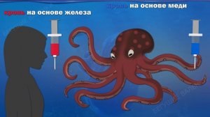 Головоногие моллюски: многорукие пришельцы | Познавательное видео | Удивительный мир беспозвоночных
