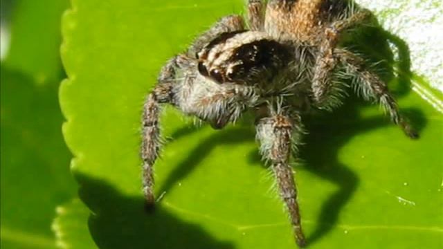 PAULA (Evarcha falcata) - ARACNIDOS DE ARGENTINA смотреть онлайн