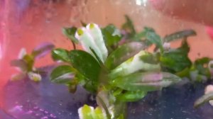 Мои Уникальные Орхидеи В Банках _ Многие Зацвели _ Фласята Прекрасно Развиваются