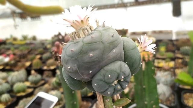 Lophophora Williamsii Grafti Flower Cactus - Nursery Long Minh смотреть онлайн
